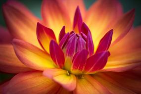 Spring Flower with colorful petals close-up