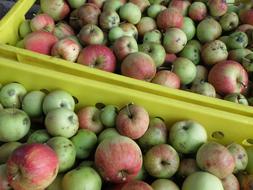 Apple Harvest Green