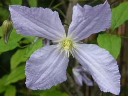 Clematis Blue Tender flower
