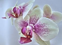 Orchid Miniature Pink close-up