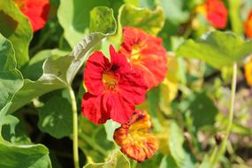 Nasturtium Blossom red green leaf