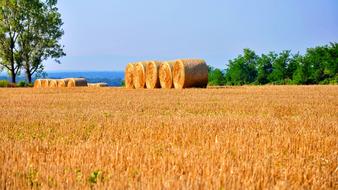 Hay Summer Field