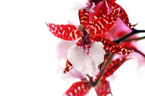 incredible beauty Red Pink Orchid