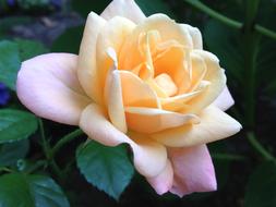 wondrous Rose Blossom Garden