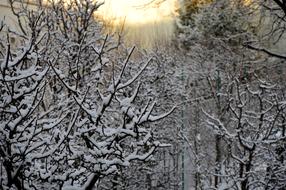 Winter Light Trees