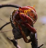 Hermit Crab Cancer Shell