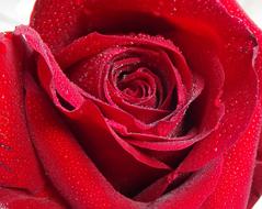 Beautiful, gradient, red rose flower with the dew drops