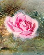 rose blossom pink water art drawing