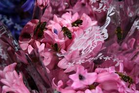 Hyacinth Bee Pink