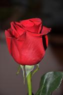 picture of Rose Red bud
