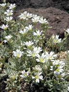 bush with white flowers in the garden