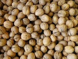 Walnuts Harvest