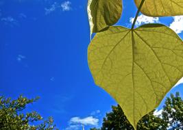 Heart Green Leaf Blue