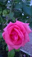 Close-up of the beautiful pink and red rose flower with green leaves