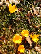 blooming yellow crocus in a meadow with green grass