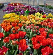 Flower Tulip Spring red yellow