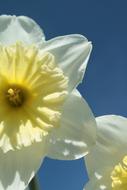 Narcissus Yellow Spring white