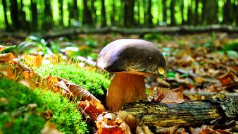 wild Porcini Mushrooms