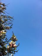 Magnolia and Blue Sky