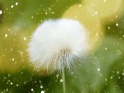 Cottongrass, Eriophorum, seed head at blur background