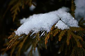 Snow Tree