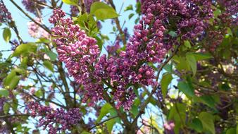 flowering lilac bush on a sunny day