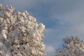 Snowed Tree at Winter