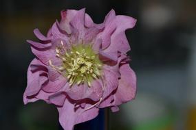Flower Hellebore close-up on blurred background