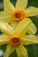 Flowers Macro Daffodils