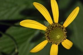 yellow Coneflower, Macro