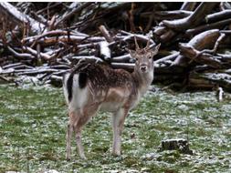 Wild Fallow Red Deer at forest