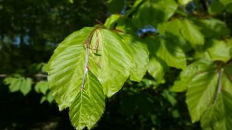 Beech Leaves Spring Green