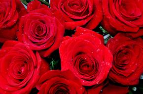 many bright red roses close up