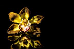 yellow mirroring flower Close Up