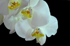 white yellow Orchid Phanaelopsis Flower