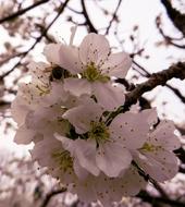 Close-up of the beautiful, blossoming, white and green cherry flowers, with the bee, on the branches of the tree, in the spring