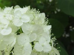 Hydrangea White-Flowered Deciduous