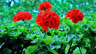 blooming red geranium on the balcony