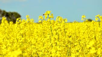 Spring Rape field