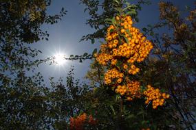 Summer Crop Berry