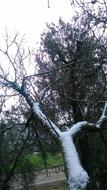 Snow Tree Branch