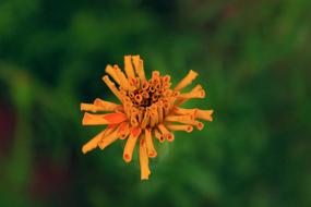 half open orange color flower