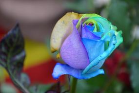 Close-up of the beautiful rose of rainbow colors