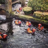 colorful Ducks in pond