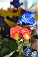 blue red Rosa Flower