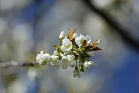 Cherry Blossom in Spring Garden