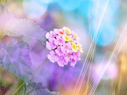 closeup photo of Flower Lantana Blossom