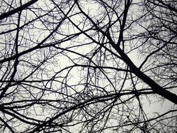 Branches Tree Winter