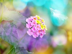 Beautiful, blossoming, pink, purple and yellow lantana flowers at background with colorful bokeh lights