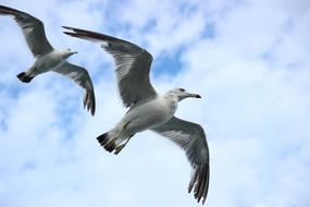 gorgeous Seagull Sky Flight